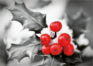 025 036 red holly berries