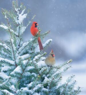 northern cardinals