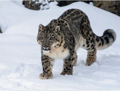 Snow Leopard