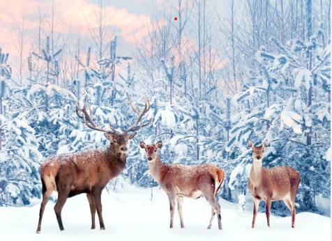 Noble Deer